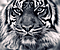 TigerUppercut
